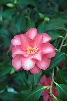 Camellia japonica 'Lady Vansittart' showing colour variation
