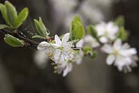 Prunus insititia 'Prune Damson'  - C -  AGM Plum blossom with morning dew and cobwebs