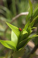 Copulating red lily beetles - Lilioceris lilii - on Lillium cultivar