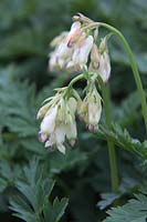 Dicentra formosa 'Langtrees' AGM