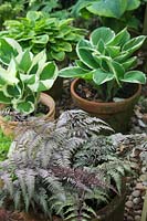 Pots of shade lovers - Hosta, Acer dissectum and Athyrium niponicum pictum growing under a tree