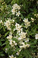 the fragrant single cream blooms of Rosa banksiae var. normalis  - Ra - 
