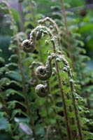 Dryopteris affinis AGM - Golden male fern unfurling fronds in May