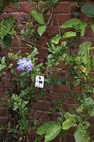 Encarsia formosa on cards hanging in foliage of Plumbago auriculata 'Crystal Waters' to control whitefly