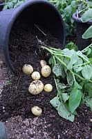 Harvesting first early new potatoes variety Solanum tuberosum 'Swift' in late May - plant grown in 20 litre pot in polytunnel