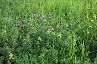 Red Clover - Red clover - Trifolium pratense with Rhinanthus minor - Yellow Rattle