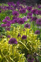 Allium hollandicum 'Purple Sensation' AGM with Pleioblastus viridistriatus AGM