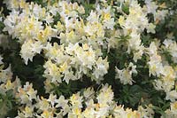 Rhododendron 'Daviesii'  - G -  AGM