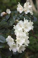Rhododendron 'Marietta'
