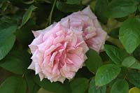 Fragrant climber rose - Rosa 'Kathleen Harrop'  - Bb -  for a north wall