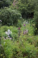 Naturalistic plantings at Holbrook Garden with Hesperis matrionalis - Sweet Rocket, Lychnis flos-cuculi alba - white Ragged Robin, Angelica sylvestris purpurea, Geranium maculatum cultivars