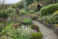 The garden in June at Foamlea, Mortehoe, Devon with Echium pininana AGM