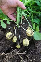 Lifting first early new potatoes -Solanum tuberosum