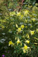 Aquilegia chrysantha 'Denver Gold'