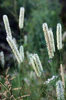 Phleum pratense - Timothy Grass in flower
