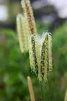 Phleum pratense - Timothy Grass in flower
