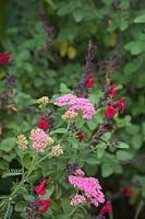 Pink Achillea with Salvia 'Silas Dyson'