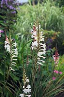 Watsonia - white