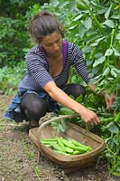 Woman Gardener picking Broad beans - Vicia faba 'Witkiem Manita' AGM