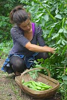 Woman Gardener picking Broad beans - Vicia faba 'Witkiem Manita' AGM