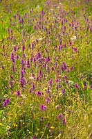 Meadow with Stachys officinalis - Betony at RHS Rosemoor