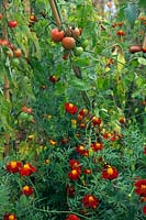 Tagetes linnaeus 'Burning Embers' as a companion plant with Tomatoes