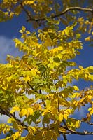 Kentucky Coffee Tree - Gymnocladus dioicus