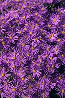 Aster amellus 'Sonora' in September