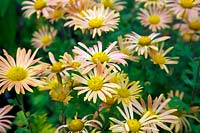 Chrysanthemum 'Mary Stoker'  - 21d - 