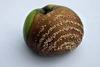 Malus domestic - rotten apple with concentric rings of fungal fruiting bodies