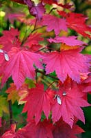 Acer japonicum 'Vitifolium' AGM autumn colour