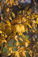 Betula lenta autumn colour
