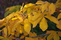 Carya cordiformis autumn colour