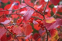 Disanthus cercidifolius AGM autumn leaf colour with the fruits of Black Bryony - Tamus communis