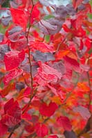 Disanthus cercidifolius AGM autumn leaf colour
