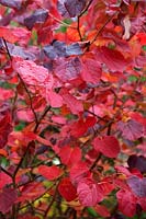 Disanthus cercidifolius AGM autumn leaf colour