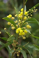 Acacia retinoides 'Lisette'