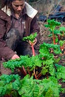 Woman gardener makes first pulling of Rhubarb - Rheum x hybridum 'Timperley Early' AGM