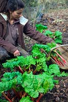 Woman gardener makes first pulling of Rhubarb - Rheum x hybridum 'Timperley Early' AGM