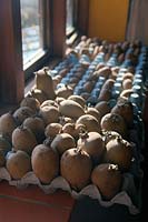Chitting seed potatoes on a windowsill in late winter - nearest camera Solanum tuberosum 'Charlotte' AGM then 'Red Duke of York' and 'Pink Fir Apple'