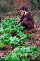 Woman gardener - an early of pulling rhubarb - Rheum x hybridum 'Timperley Early' AGM