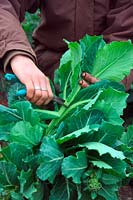 Harvesting the flower shoots of bolting cabbages to cook as spring greens