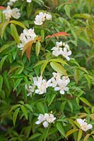 Rosa banksiae var. normalis  - Ra -  fragrant single white rose