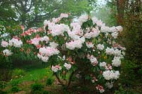 Rhododendron  - Loderi Group -  'Loderi King George' AGM in Holbrook Garden, Devon