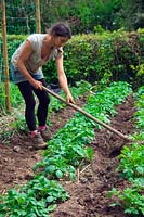 Woman gardener ridging up potatoes with mattock in mid May - left to right Solanum tuberosum 'Red Duke of York', 'Charlotte', 'Pink Fur Apple'