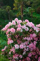 Hollam House, Dulverton, Somerset in late May - Rhododendron 'Mrs G.W. Leak'