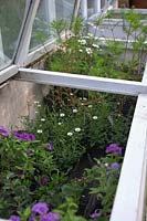 Plants in cold frames awaiting planting out at Hollam House, Dulverton, Somerset in late May