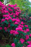 Rhododendron 'Cynthia' AGM - Hollam House, Dulverton, Somerset in late May