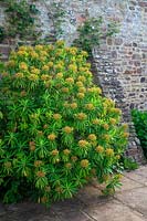 Euphorbia x pasteurii - Hollam House, Dulverton, Somerset in late May