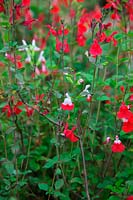 Salvia x jamensis 'Hot Lips' has a variable proportion of red and white depending on temperature and other factors